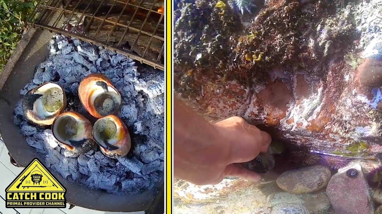 Foraging for Alikreukel, Delicious Shellfish Recipe [CATCH COOK] Struisbaai, Western Cape