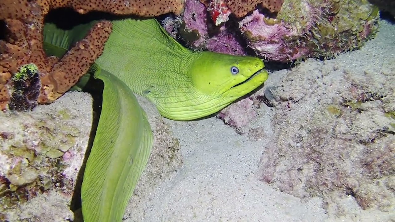 Bonaire Night Diving Scenes – April 2023