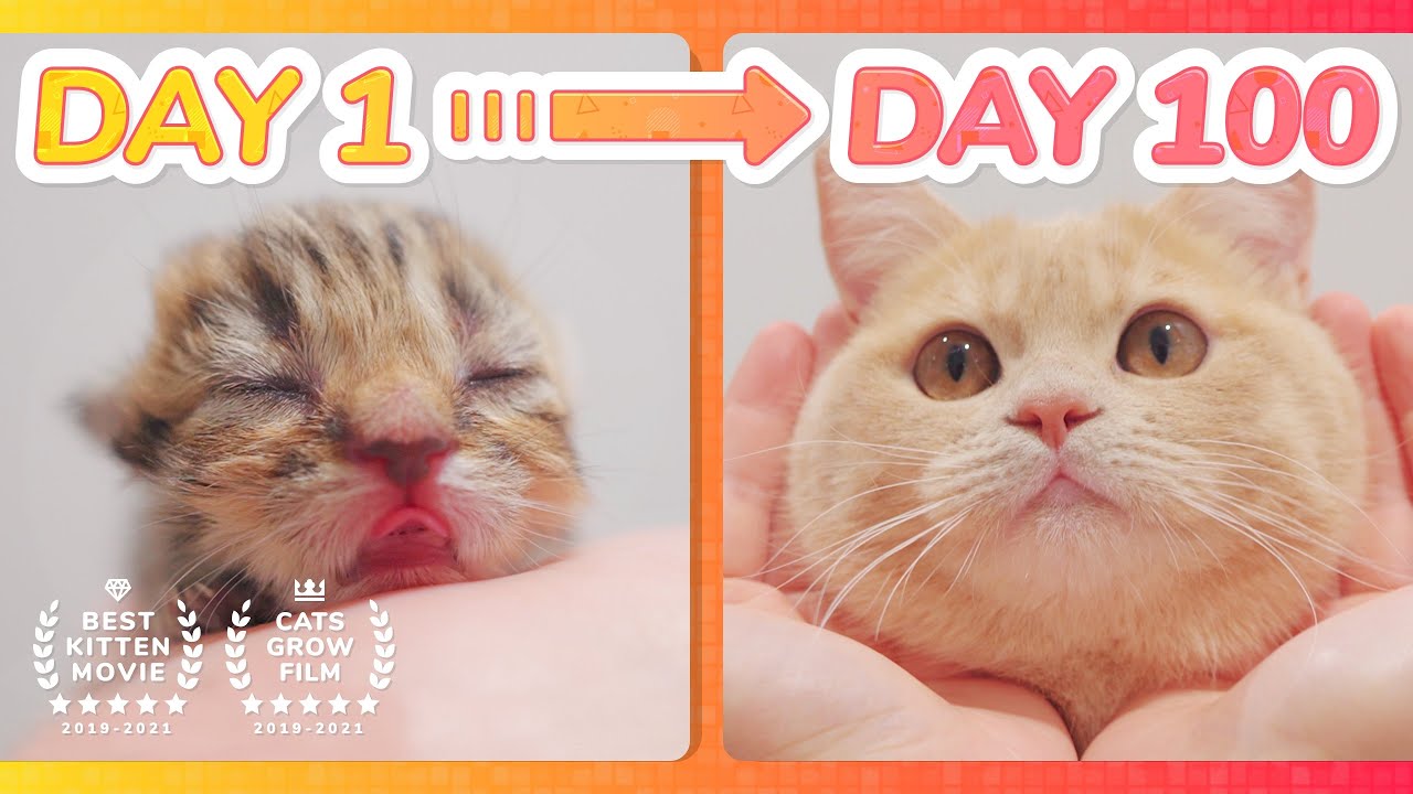 【 Spam This Movie to Who Doesn’t Like Cat !!】 Kitten Grow Complete Different in 100 Days