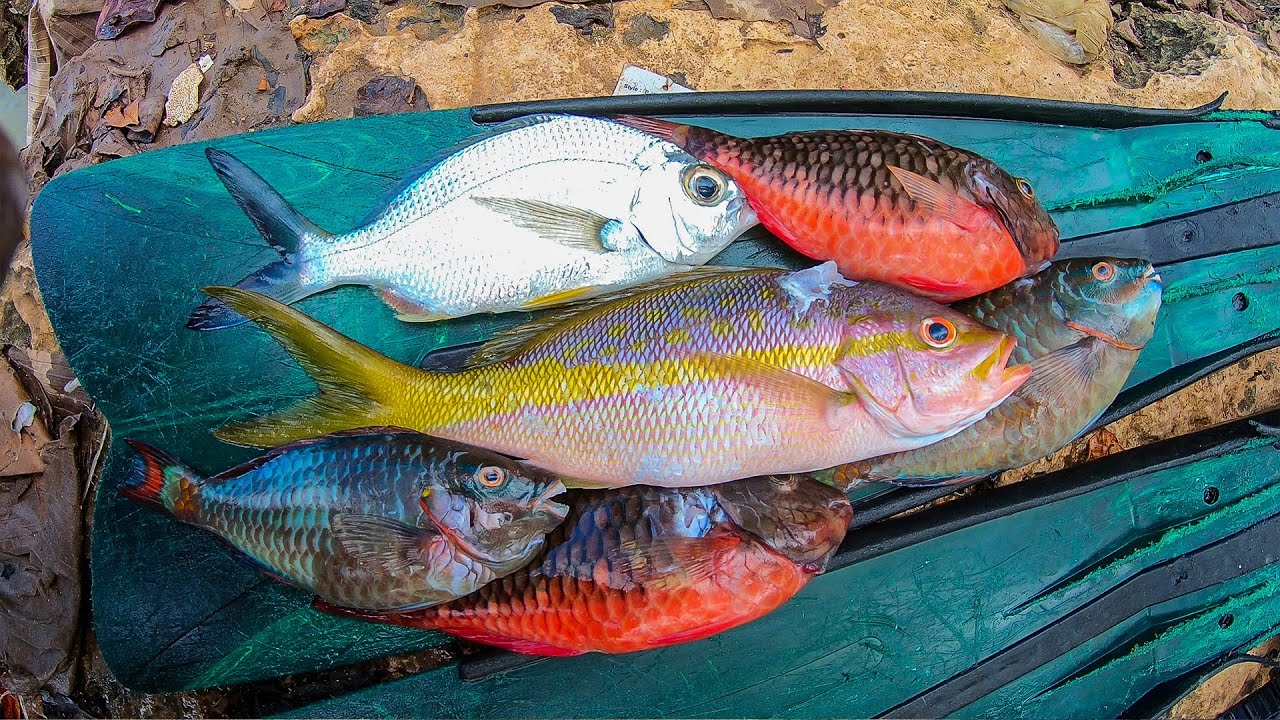 The Ocean Provides Food On Fishing Trip – Catch Clean & Cook