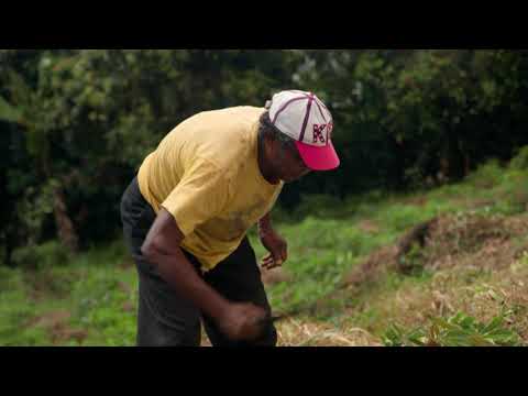 Indigenous Origins: Cassava and the Kalinago in Dominica