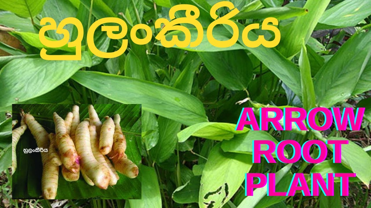 Hulan keeriya  හුලංකීරිය  arrowroot disambiguation