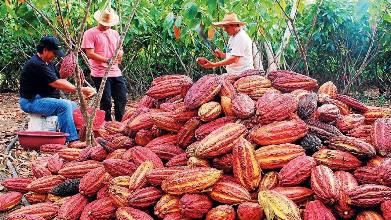 Cocoa Fruit Harvesting – Cocoa bean Processing – Cocoa Processing To Make Chocolate in Factory