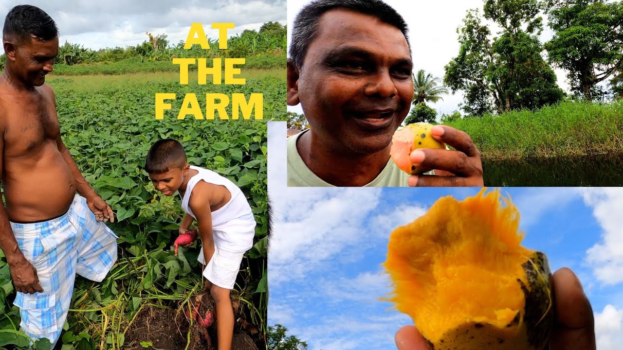 VISITING A HUGE FARM IN HAGUE BACKDAM GUYANA