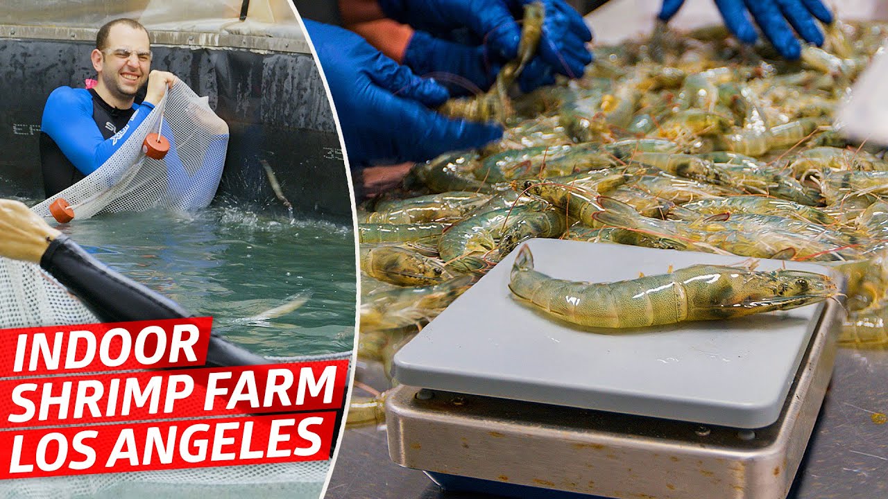 How America’s Biggest Indoor Shrimp Farm Sells 2 Million Shrimp Every Year — Dan Does