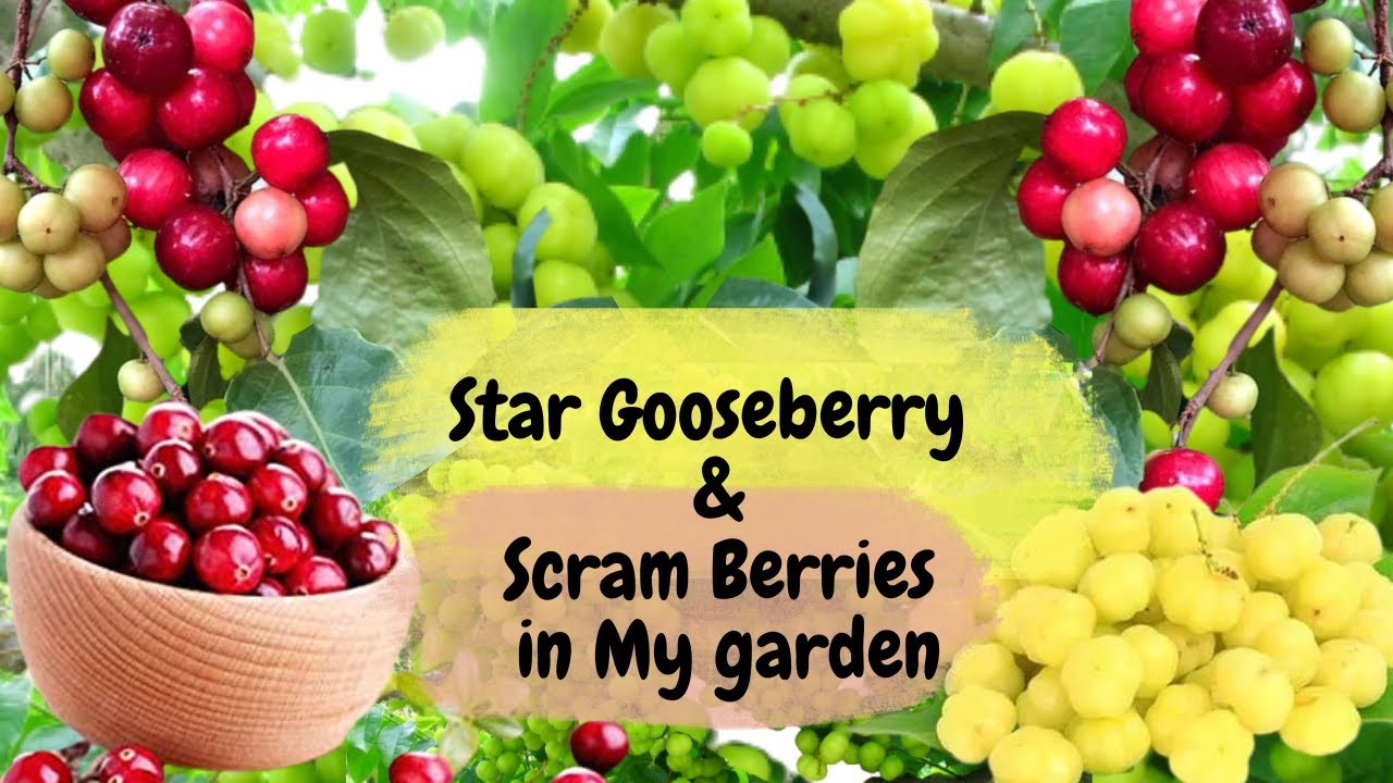 Amazing Star Gooseberry fruit & Scram Berry Fruit in my Garden #stargooseberry #scramberrry #Lubika