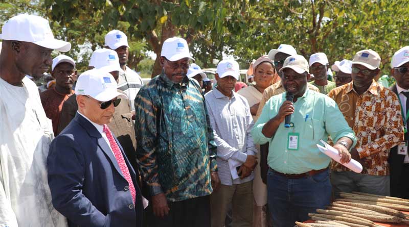 Celebrating International Year of Millets in Mali