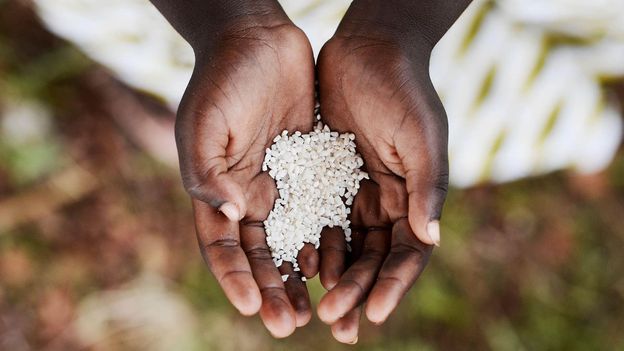 How rice shaped the American South – BBC.com